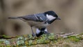 Coal Tit bird on a branch in nature Royalty Free Stock Photo