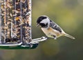 Coal Tit on a bird feeder.