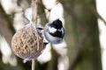 Coal tit bird on nuts seeds in meshed bag. Small passerine in grey black on suet treat feeder