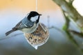 Coal tit bird on nuts seeds in meshed bag. Small passerine on suet treat feeder during winter Royalty Free Stock Photo