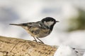 Coal tit Royalty Free Stock Photo
