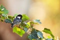 Coal tit on branch. Royalty Free Stock Photo