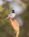 Coal Tit on broken branch Royalty Free Stock Photo