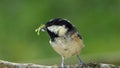 Coal Tit with a caterpillar in its beak on a branch in a tree in UK Royalty Free Stock Photo