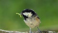 Coal Tit with a caterpillar in its beak on a branch in a tree in UK Royalty Free Stock Photo