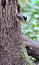 Coal Tit climbing a tree Royalty Free Stock Photo