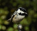 Coal tit with closed beak and white, black and yellow feathers  is sitting on iron ball. Royalty Free Stock Photo