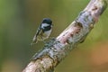 The coal tit or cole tit, (Periparus ater) small bird Royalty Free Stock Photo