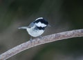 Coal tit or cole tit, Parus ater is a small passerine bird in the tit family, Paridae