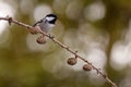 The coal tit or cole tit - Periparus ater- is a small passerine bird in the tit family