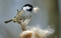 Coal tit picking seeds from a bull rush