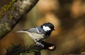 Coal tit Royalty Free Stock Photo