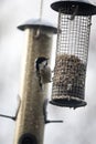 Coal Tit feeding from a garden bird feeder