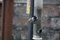 Coal tit feeding on sunflower seeds