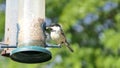 Coal Tit feeding from a Tube Feeder on bird table