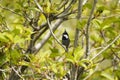 Coal Tit in the forest