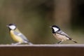 Coal tit and great tit at the feeding place, Vosges, France
