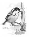 Coal Tit illustration