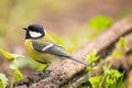 Coal Tit