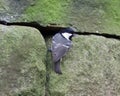 Coal tit at nesting hole in dry stone wall