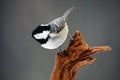 Coal Tit, Parus ater, cute blue and yellow songbird in winter scene, snow flake and nice snow flake and nice lichen branch, bird