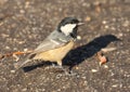 Coal Tit, Parus ater