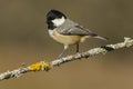 Coal tit (Parus ater)