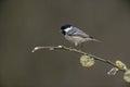 Coal tit, Parus ater