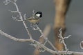 Coal tit, Parus ater