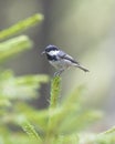 Coal Tit Parus ater sitting on a pine perch