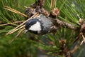 Coal Tit Parus ater sitting on a pine perch.