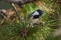 Coal Tit Parus ater sitting on a pine perch.