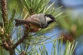 Coal Tit Parus ater sitting on a pine perch.