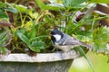 Coal tit, passerine bird in yellow grey with black white nape sp Royalty Free Stock Photo