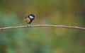 Coal Tit perched on a branch. Royalty Free Stock Photo