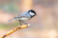 Coal tit perched on pine branch Royalty Free Stock Photo