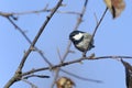 Coal tit, periparus ater