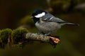 Coal tit, Periparus ater in close-up