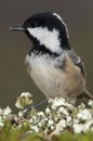 Coal tit Periparus ater Royalty Free Stock Photo