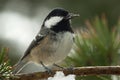 Coal tit Periparus ater Royalty Free Stock Photo