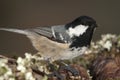 Coal tit Periparus ater Royalty Free Stock Photo