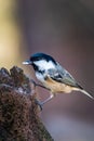 Coal tit Periparus ater Royalty Free Stock Photo