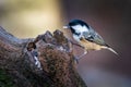 Coal tit Periparus ater