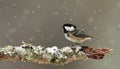 Coal Tit (Periparus ater) in falling snow.