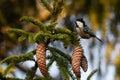 Coal tit, Periparus ater, feeding on spruce cones in boreal forest