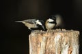 Coal Tit Periparus ater feeding on a wooden tree stump in the Abernathy forest in the highlands of Scotland.