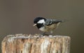 A pretty Coal Tit Periparus ater feeding on a wooden tree stump in the Abernathy forest in the highlands of Scotland.