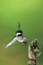 Coal tit Periparus ater flying Royalty Free Stock Photo