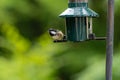 Coal tit, periparus ater, perched on a bird feeder Royalty Free Stock Photo