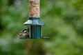 Coal tit, periparus ater, perched on a bird feeder Royalty Free Stock Photo